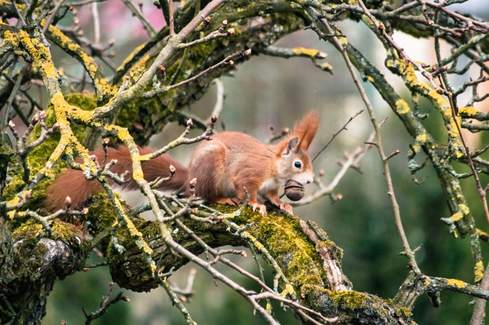 Datenschutz ist das Nussversteck des Eichhörnchenns. Was hier liegt, ist vor neugierigen Zugriffen von Staat und Gesellschaft sicher (Bild: unsplash)