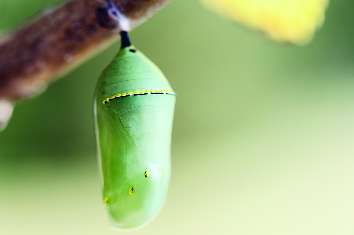 Datenschutz ist der Kokon des Falters. Im digitalen Raum sind manche Wesen verletzlicher. Ein Schmetterling entsteht nur, wenn sich der Mensch geschützt entwickeln kann. (Bild: istock)